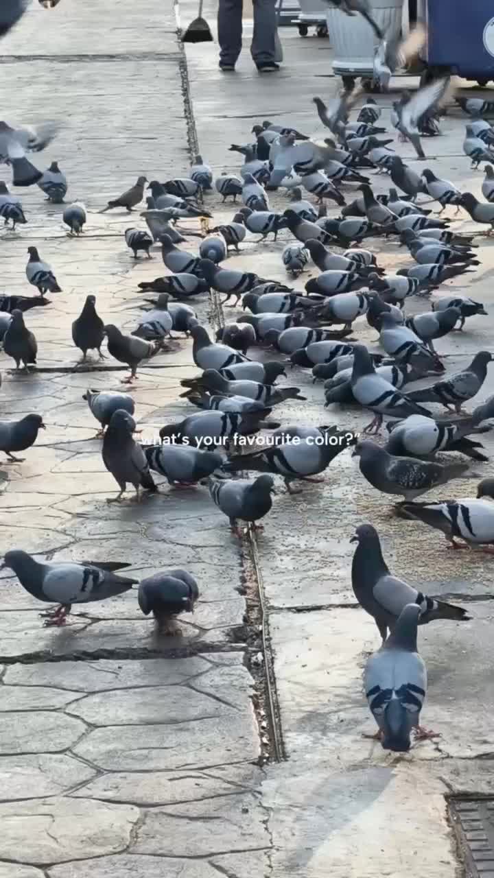 @شائستہ رباب