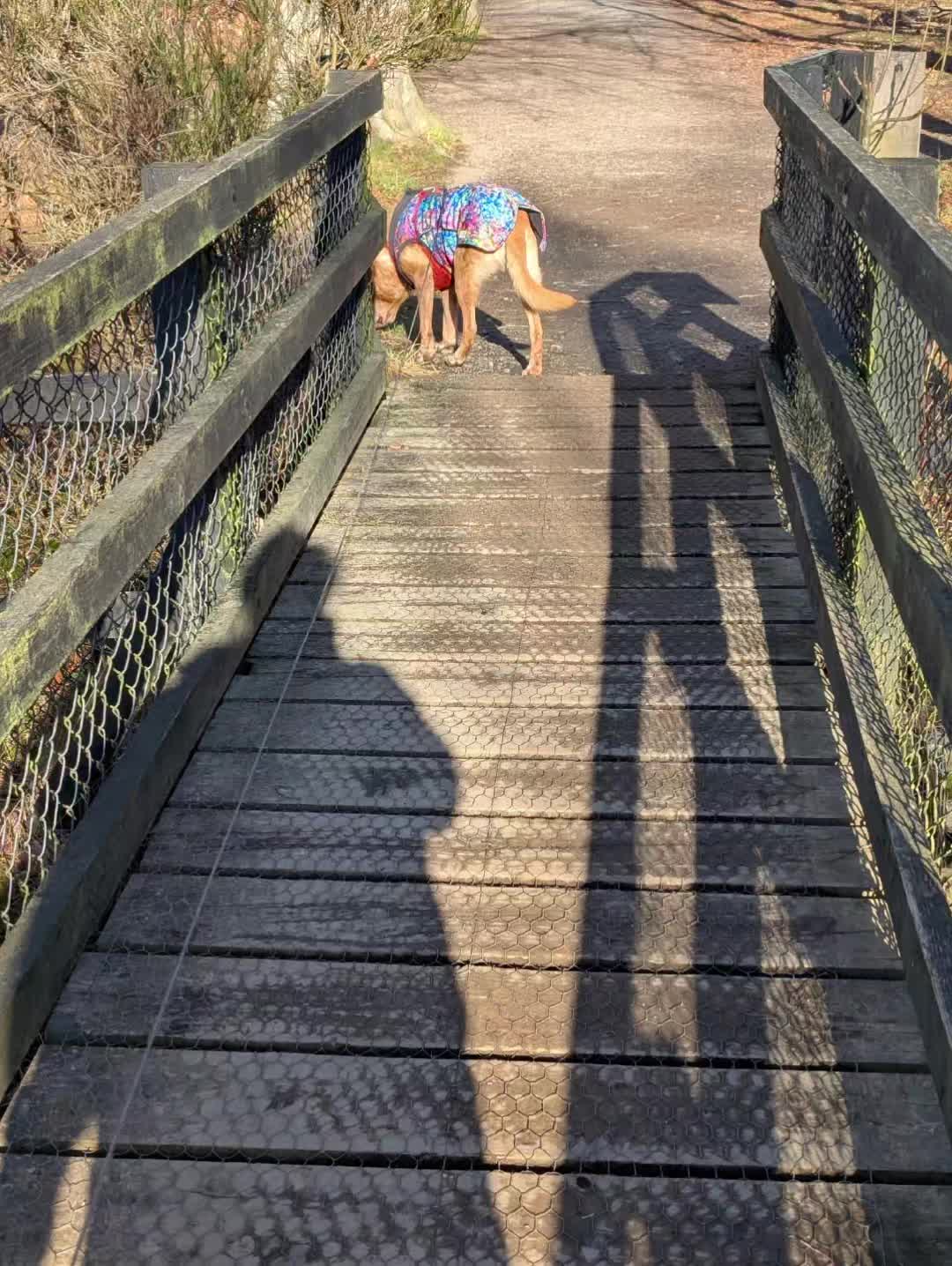 @Tracy's dog walking