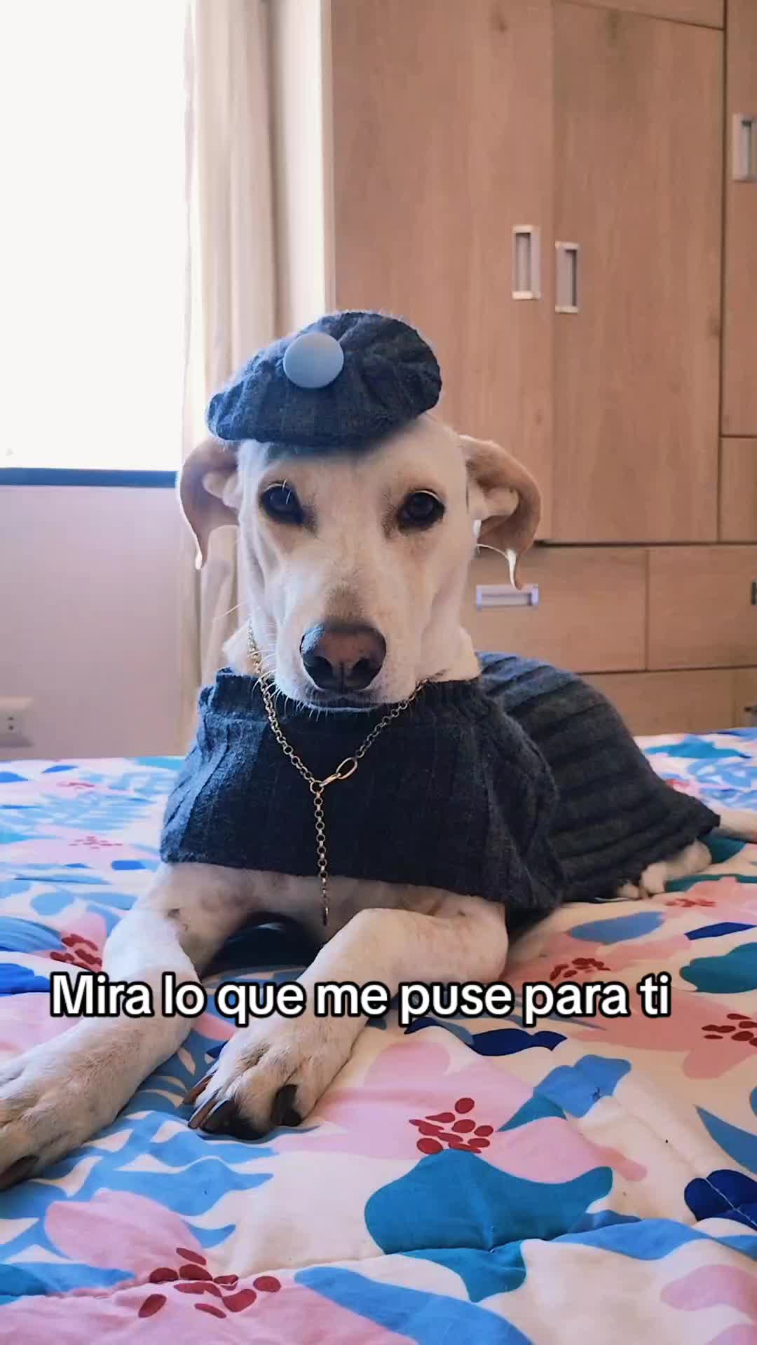 @winnie ❤🦮