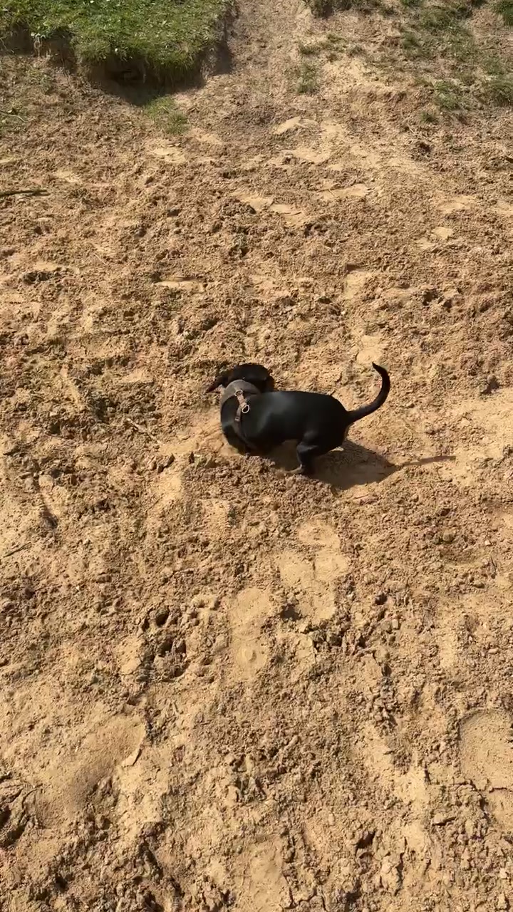@Emily ][ DachshundDiaries