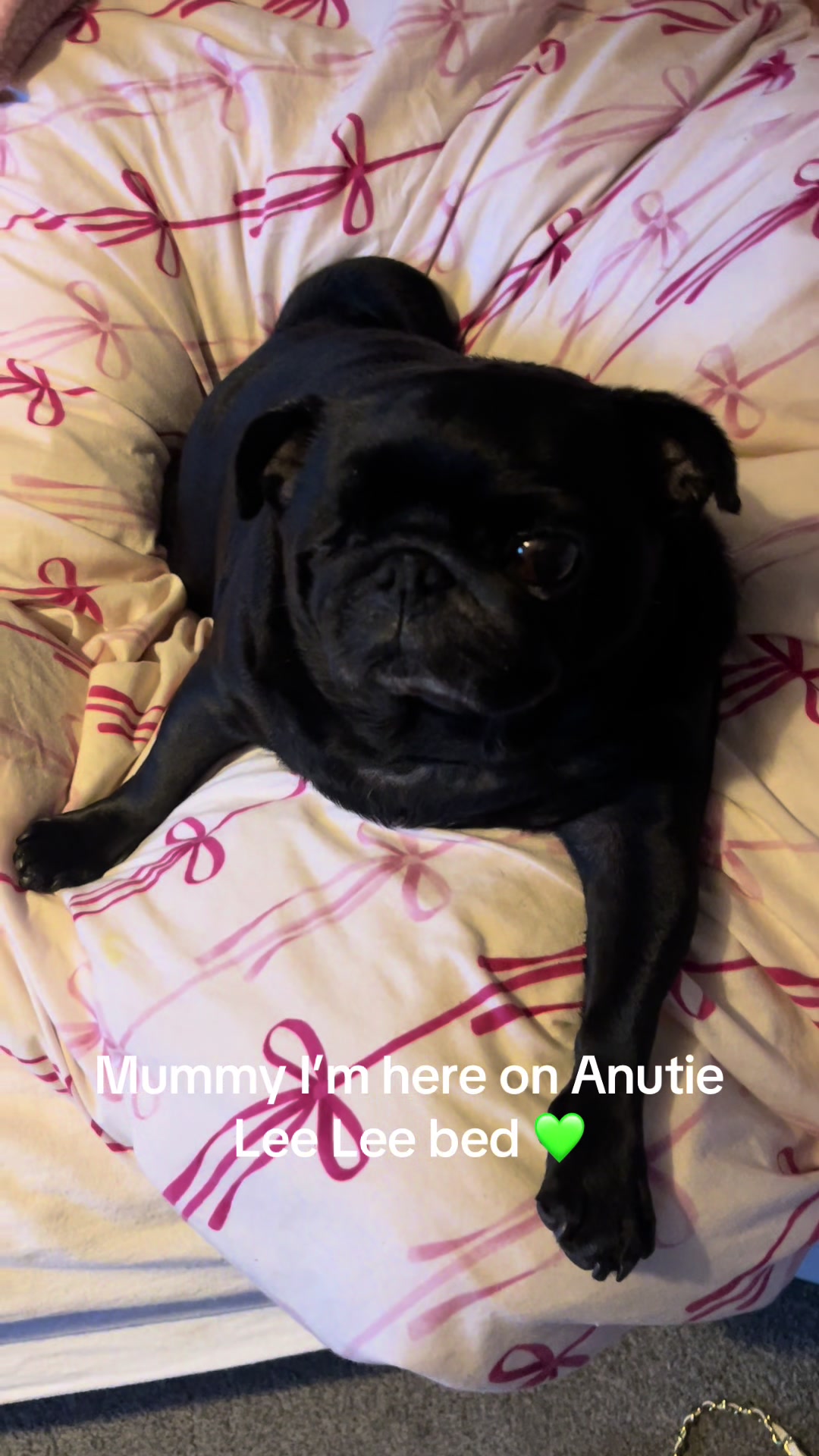 @lulutheboringpug