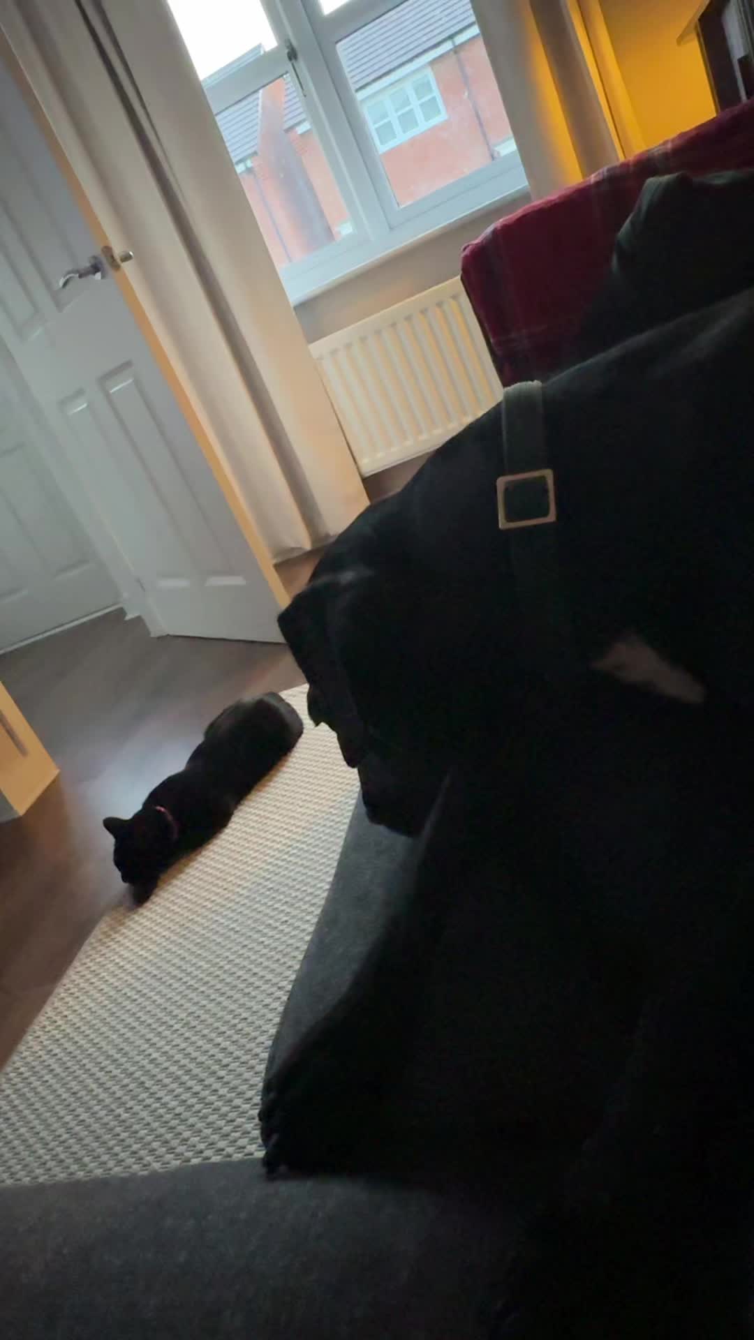 @StopImAlreadyDan