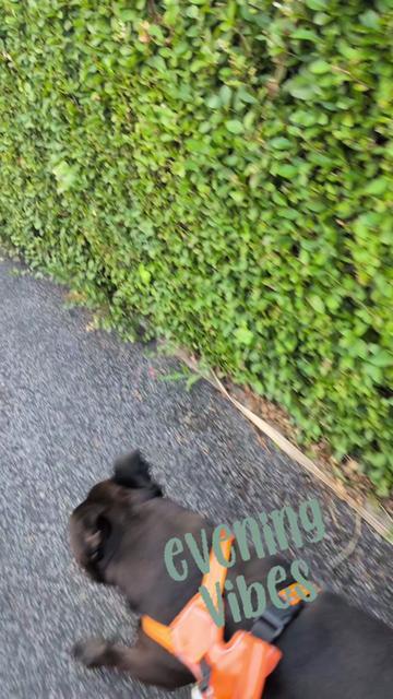 @Littledawggoffical 🇬🇧