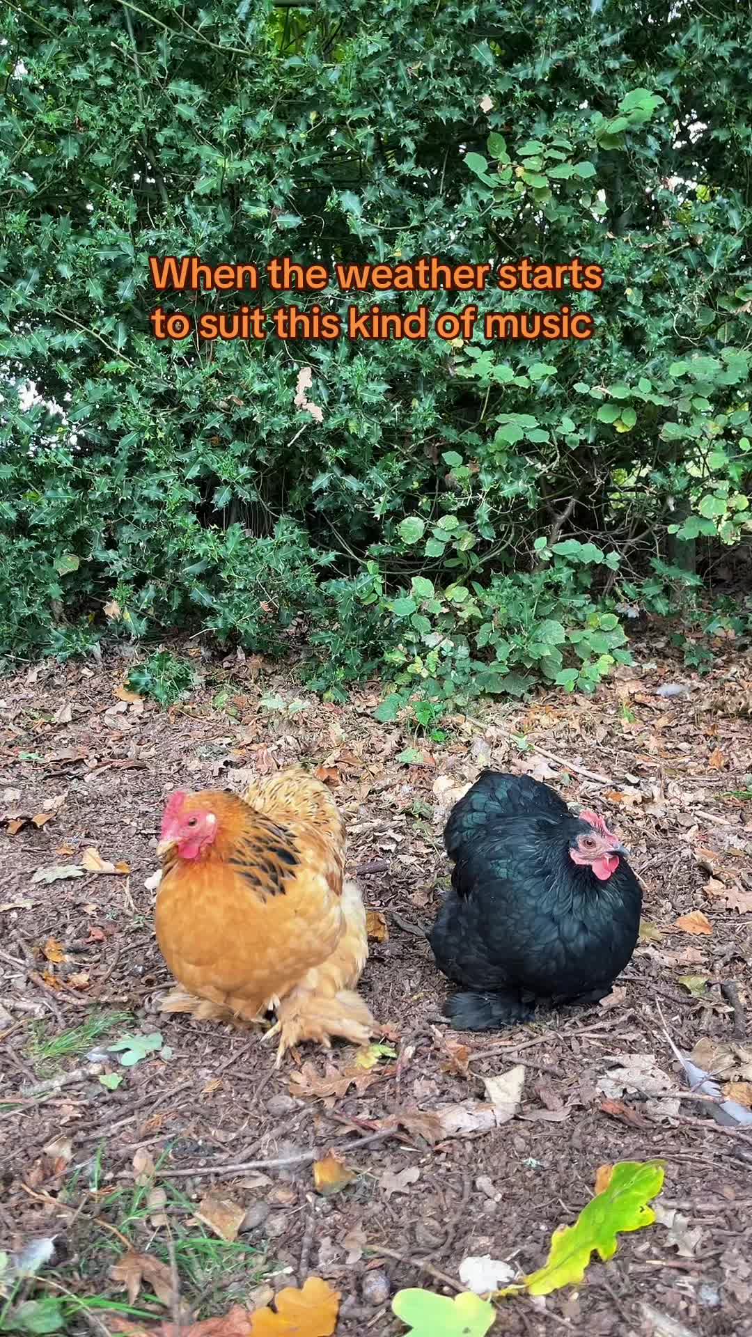 @Kerry and the chickens
