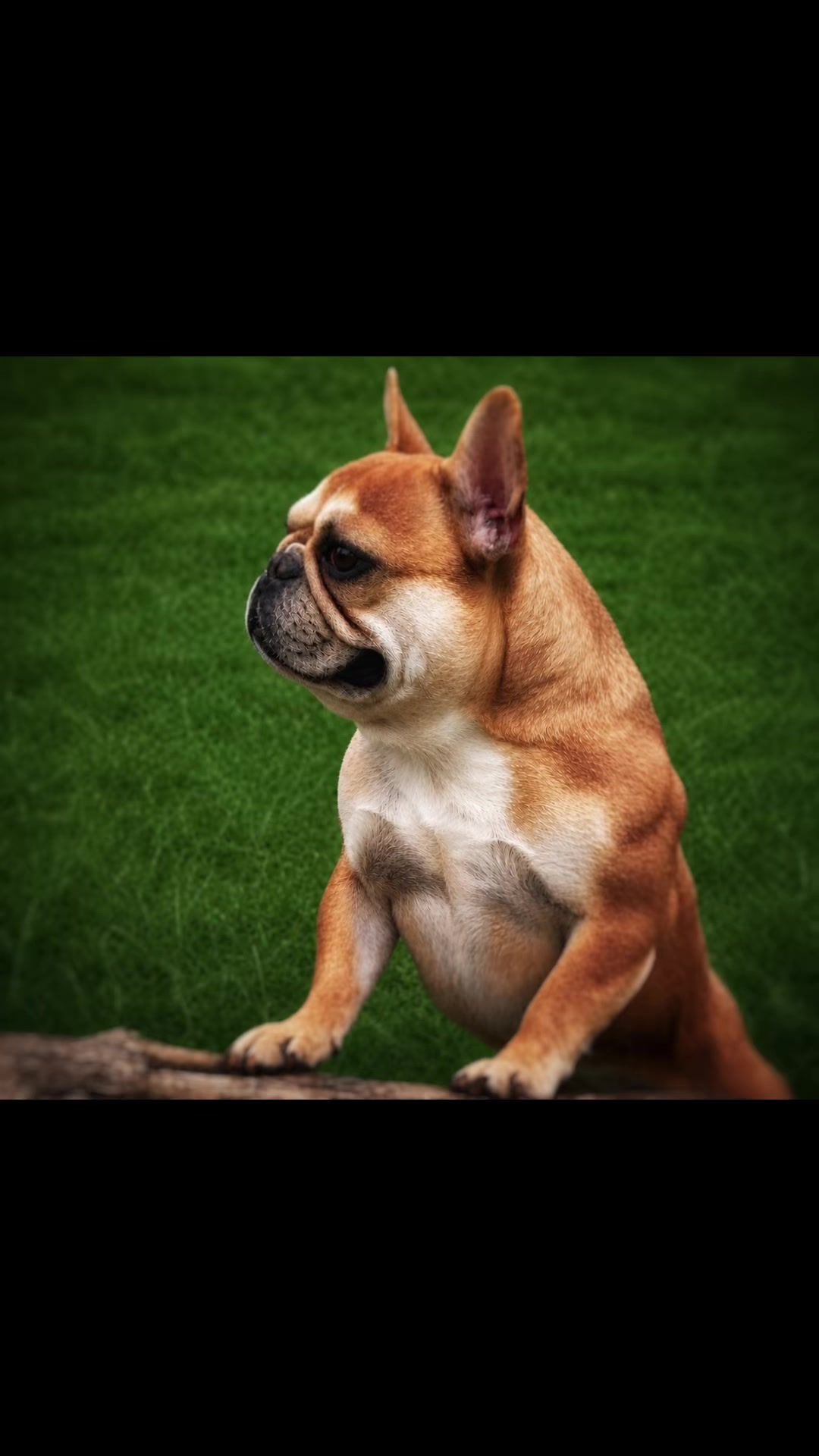 @perfectibull_uk