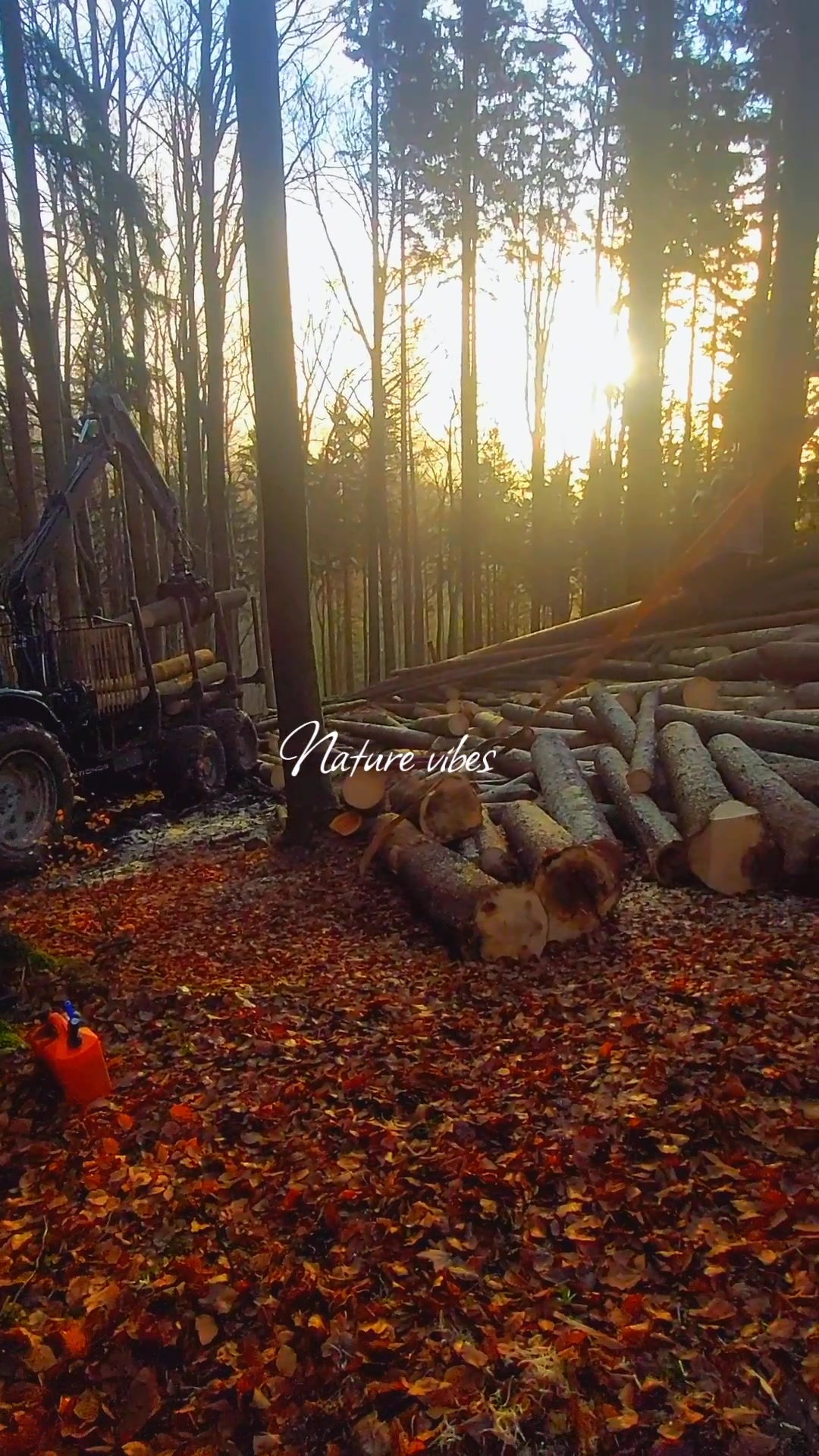 @forestSoban