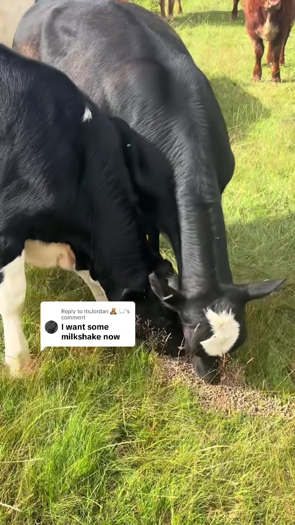 @Sunny B Goats🌞B🐐