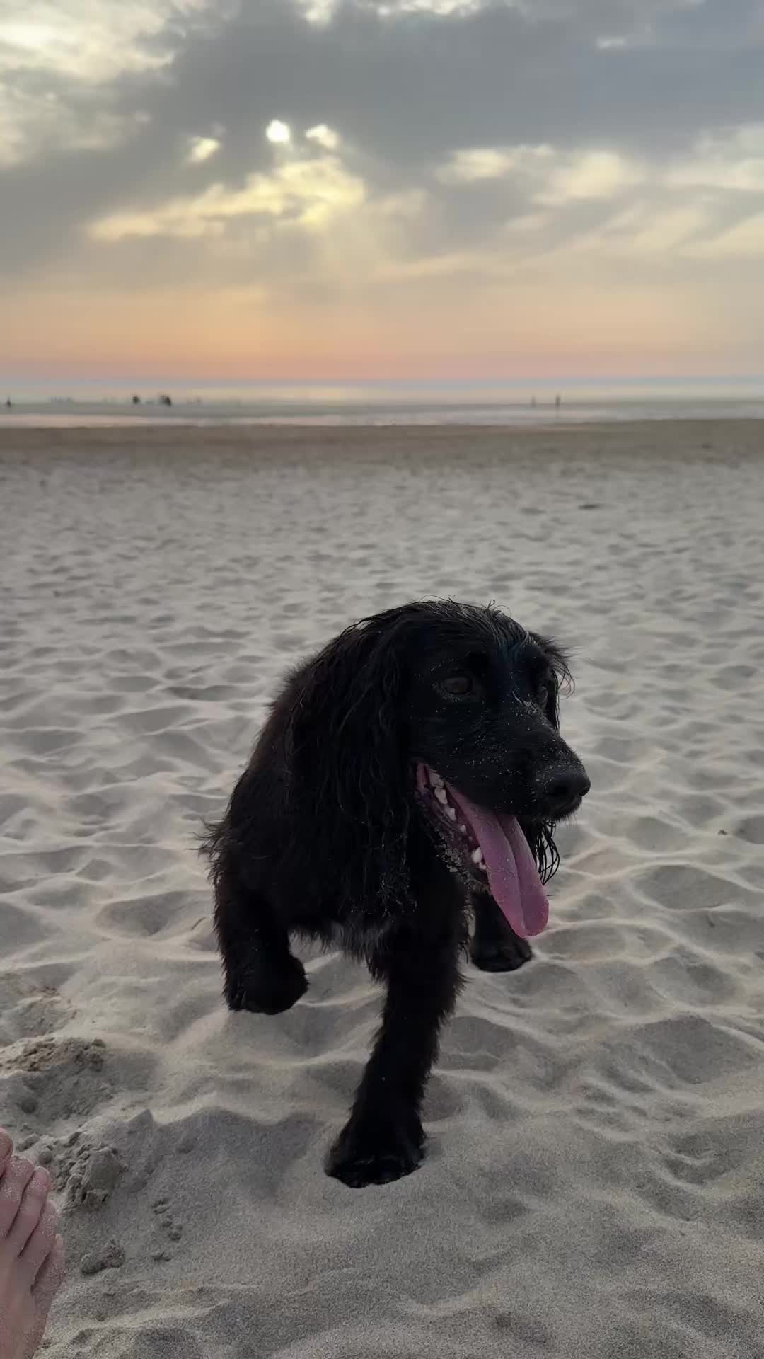 @maggie.moo.cocker