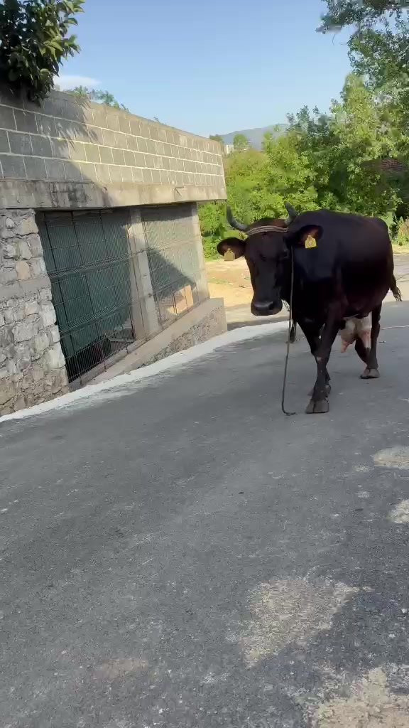 @Ferma _vellezrit _la&ccedil;i_ diber