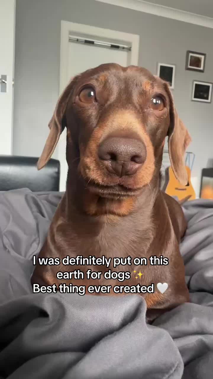 @ciciolive_mini_weiners