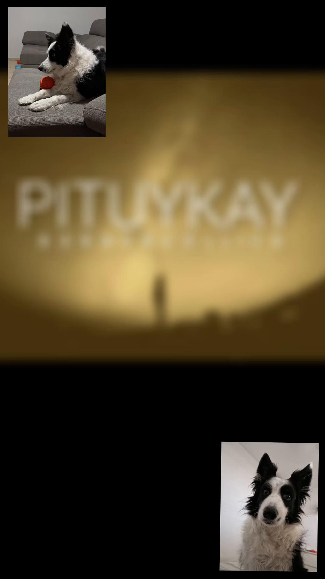 @Pituykay y agapornis