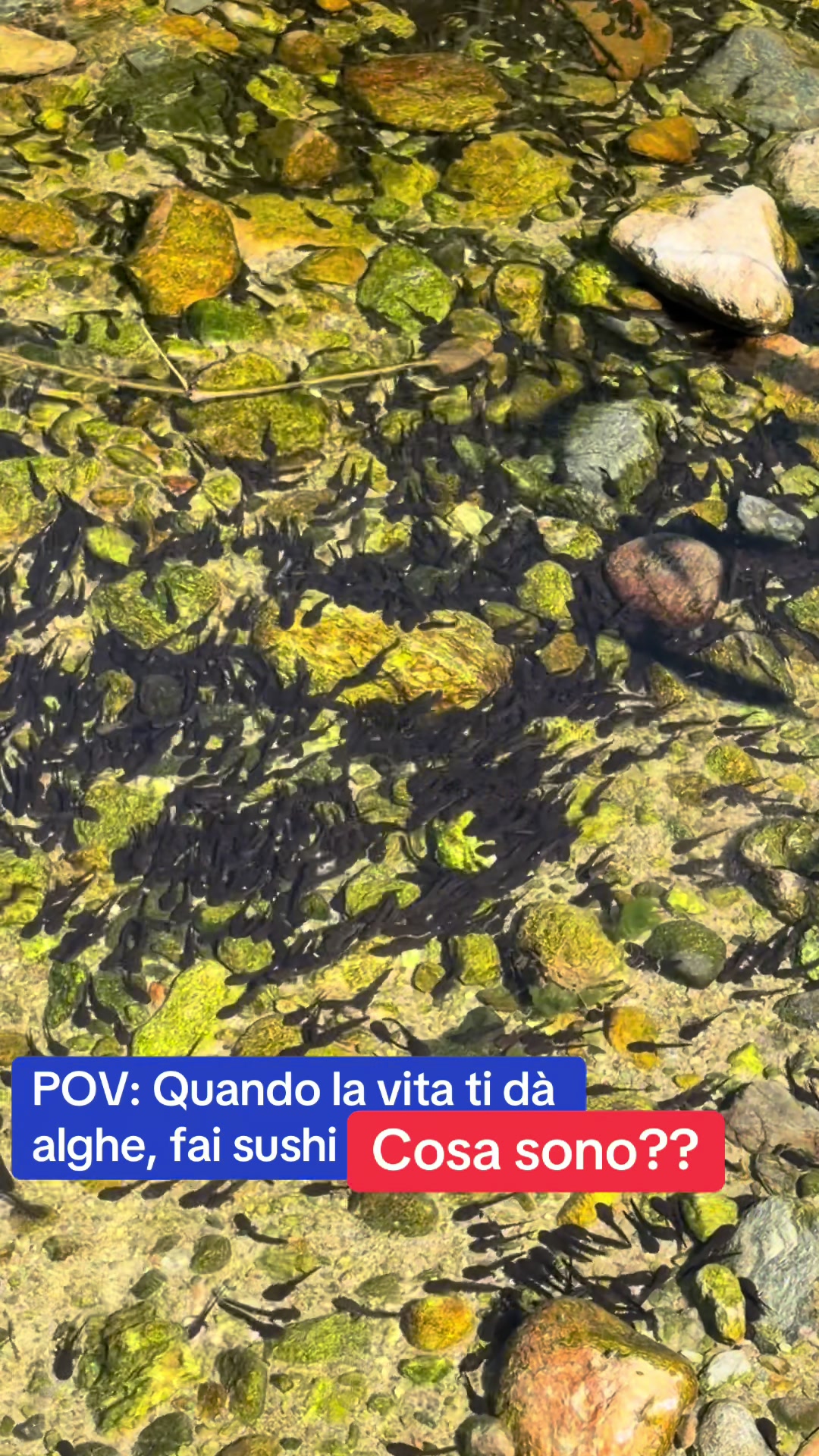 @Raffaellacremonesi