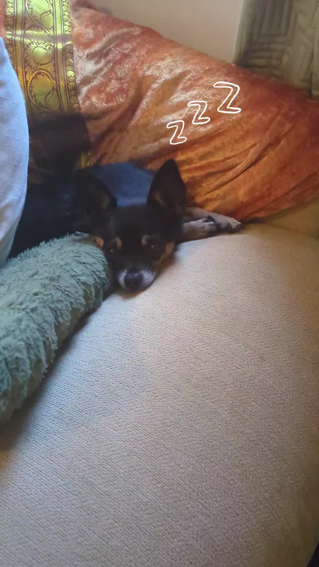 @Casper the Chichi 🐾