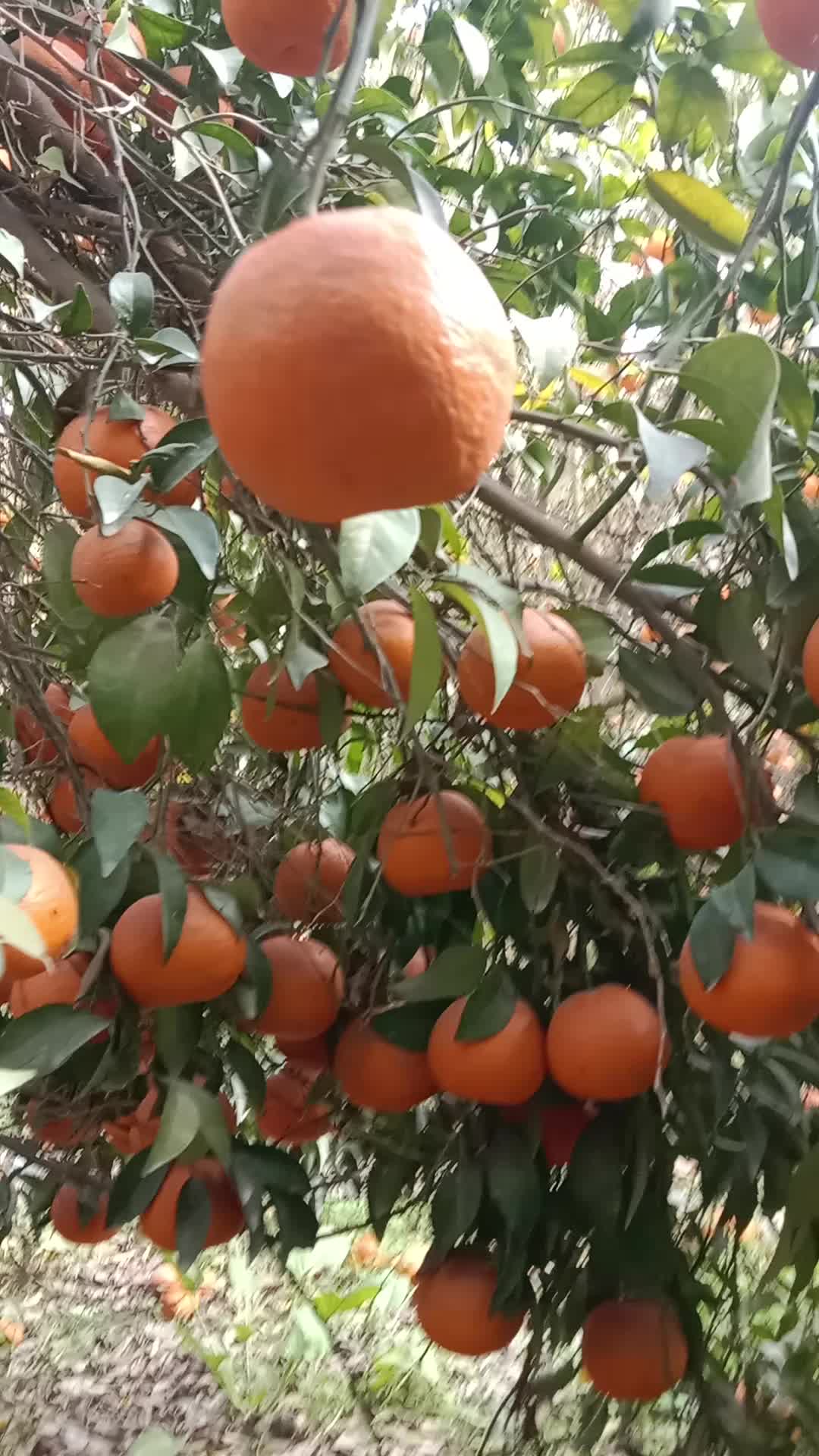 @Brand Orange 🍊
