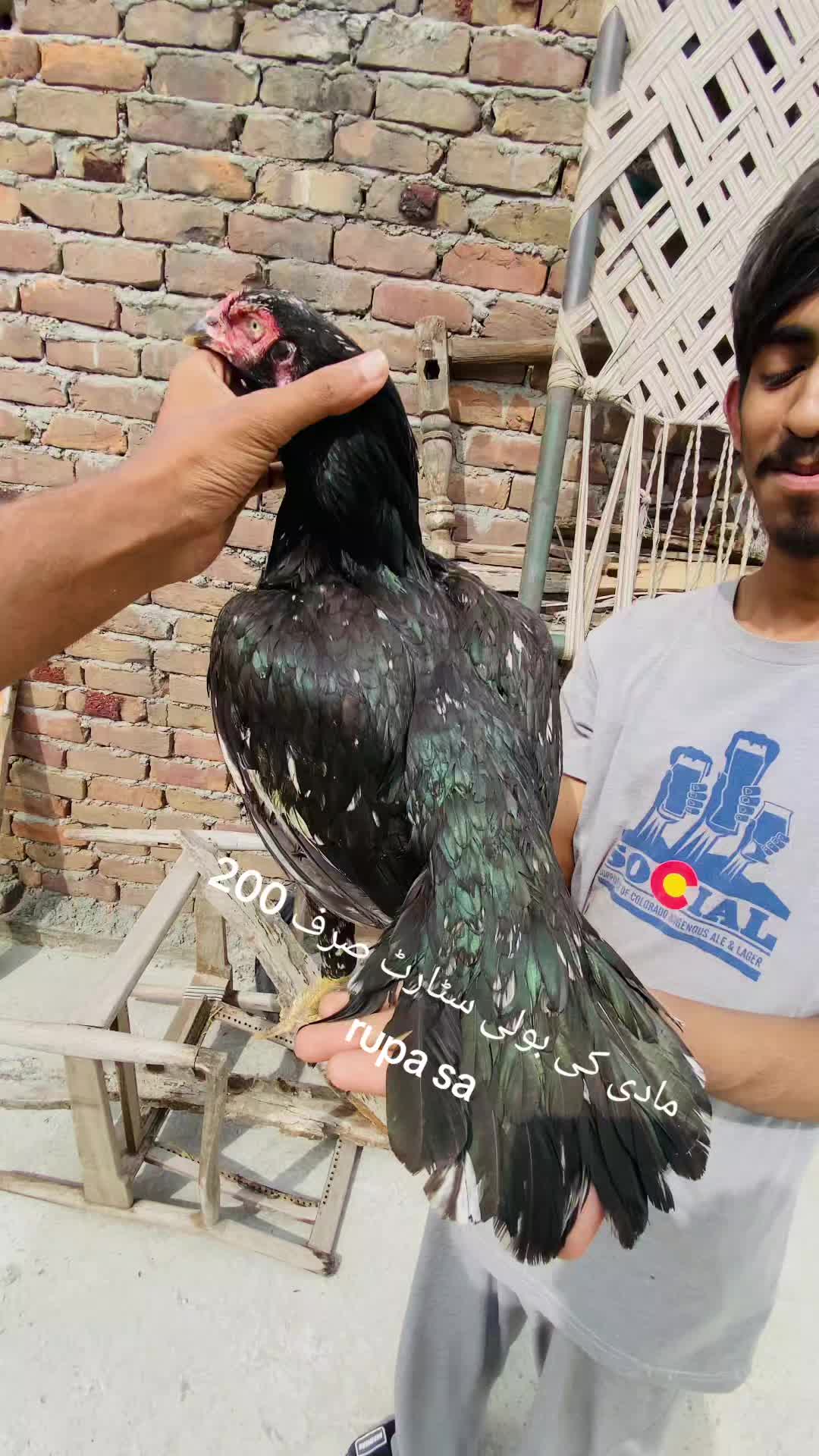 @احسن اعوان پنڈی وال اصیل