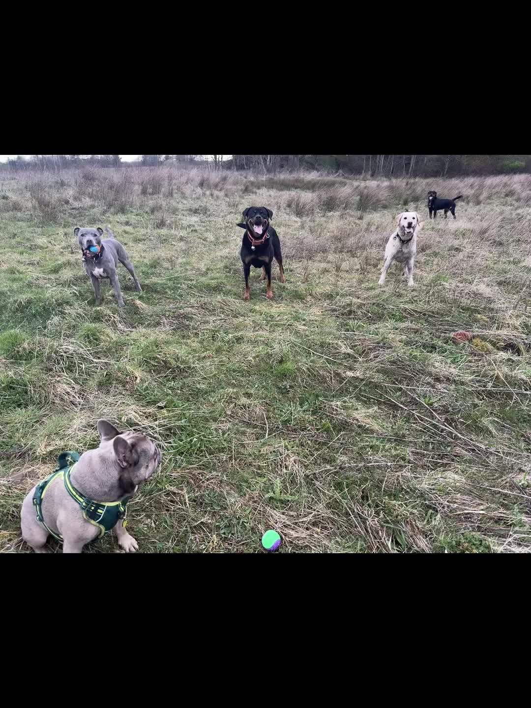 @Doozer_Sprocket_&_Fraggle