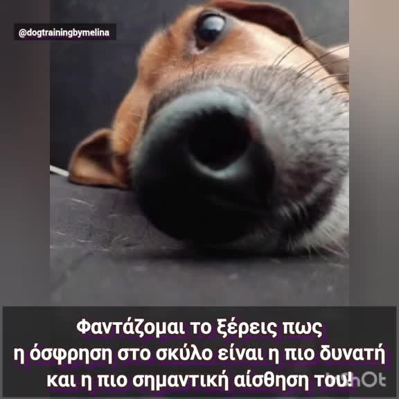 @dogtrainingbymelina