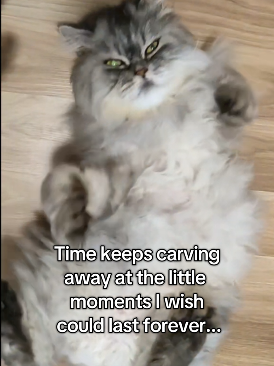 @Fluffy and Pixie