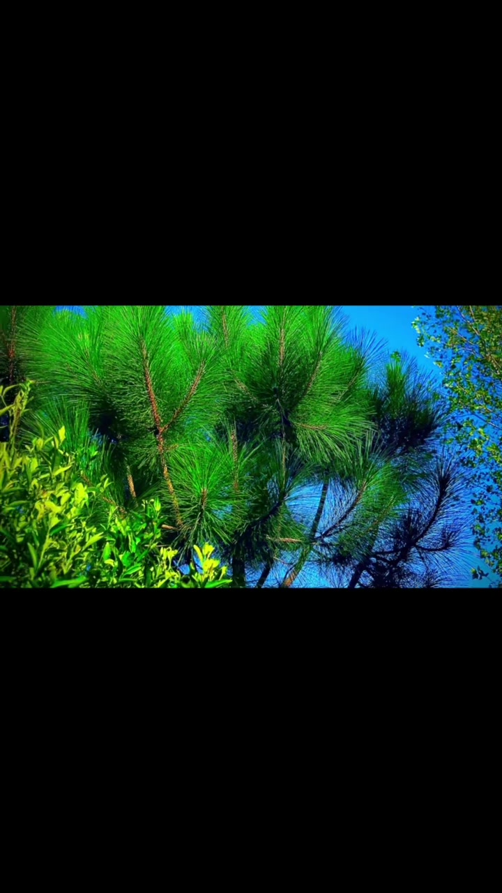 @🪟 Leafy Whispers 🍃
