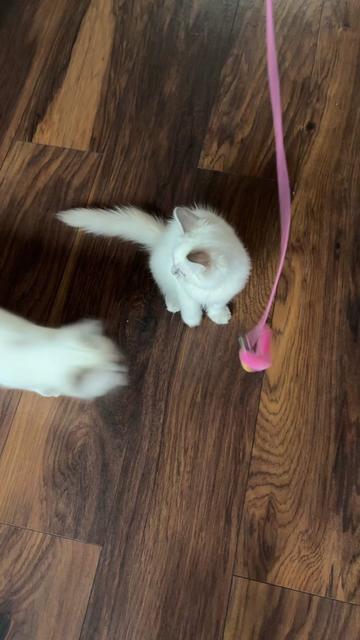 @Claws & Paws Parcels