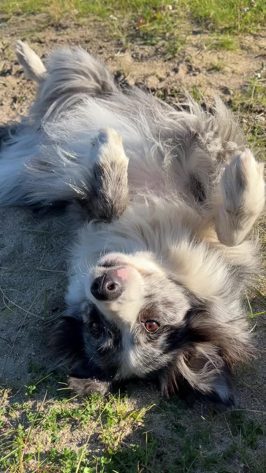 @bordercollieMuse