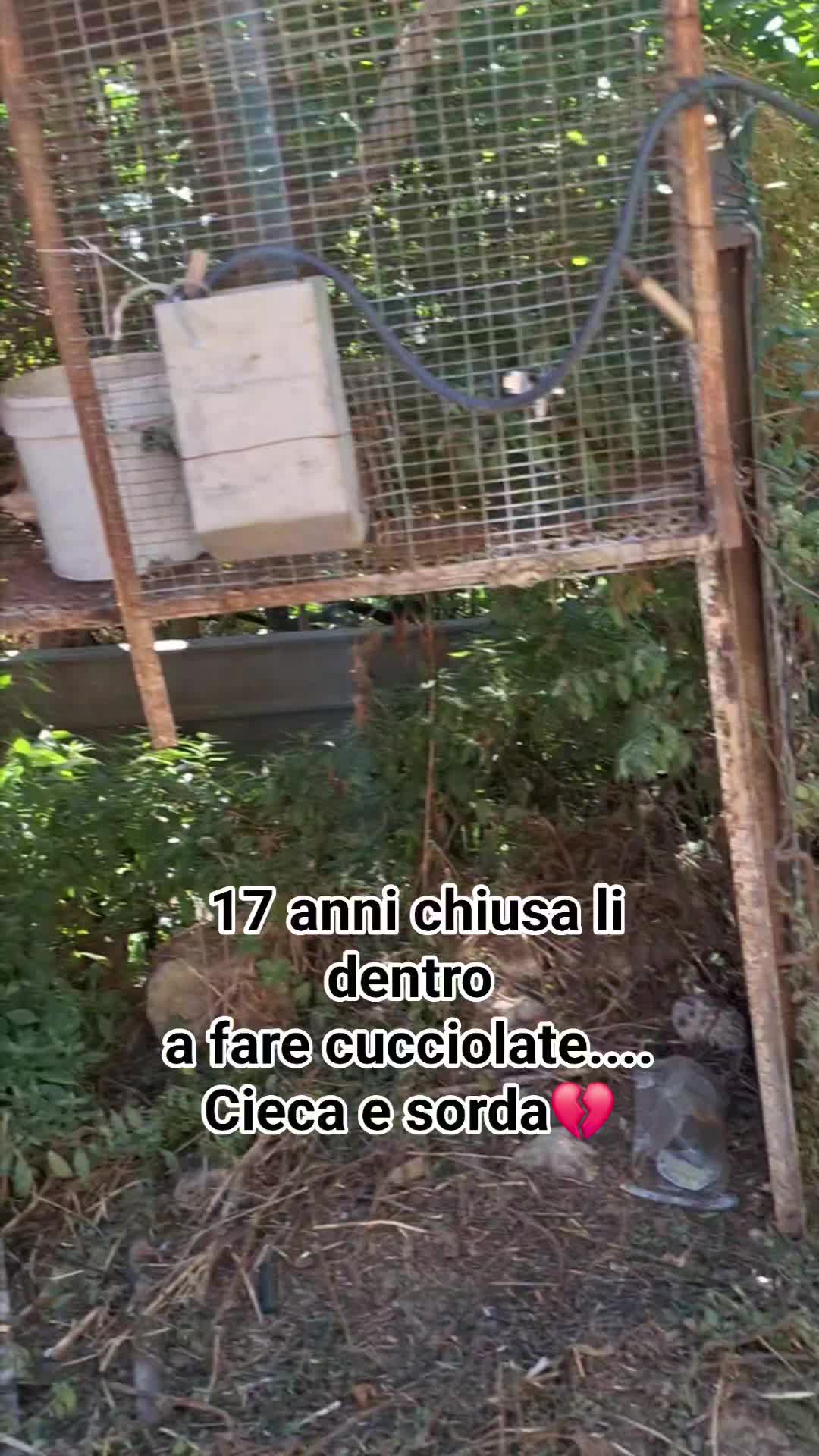 @🐾adotta🐾Sopito Antonella