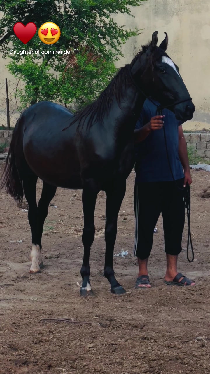 @Ch Hammad bokan ♥️🐎