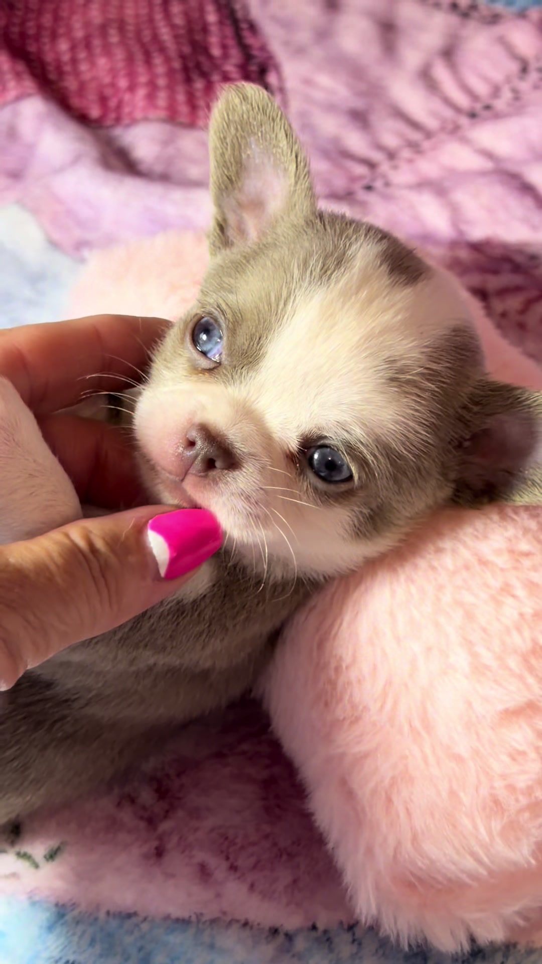 @Xhiana Chihuahuas. 🇪🇸