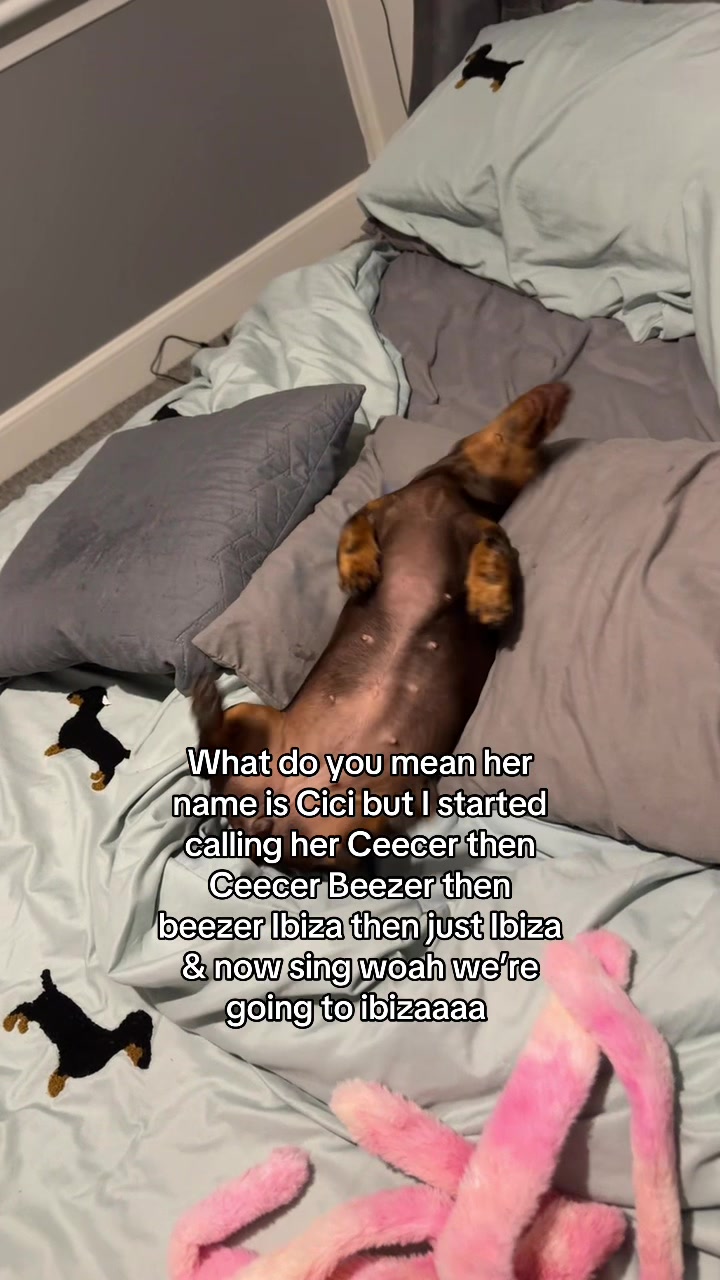 @ciciolive_mini_weiners