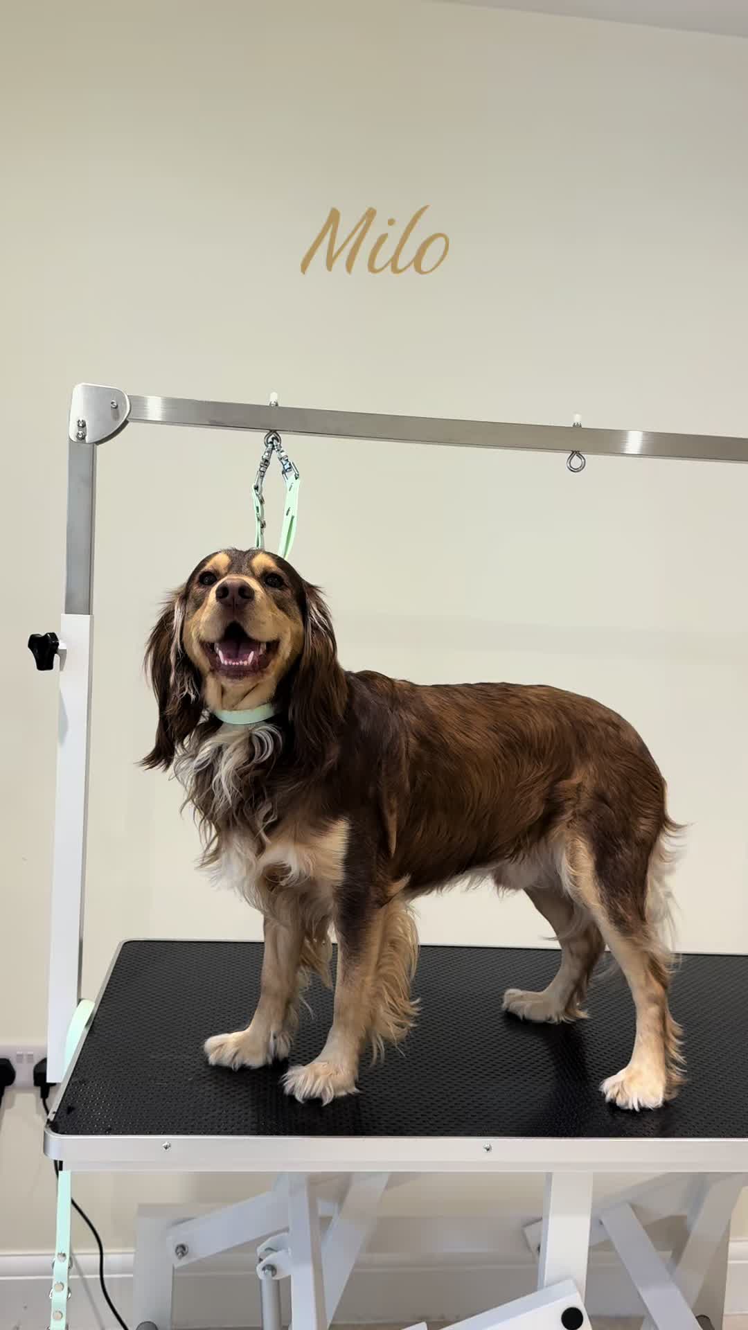 @thesecretdogspa