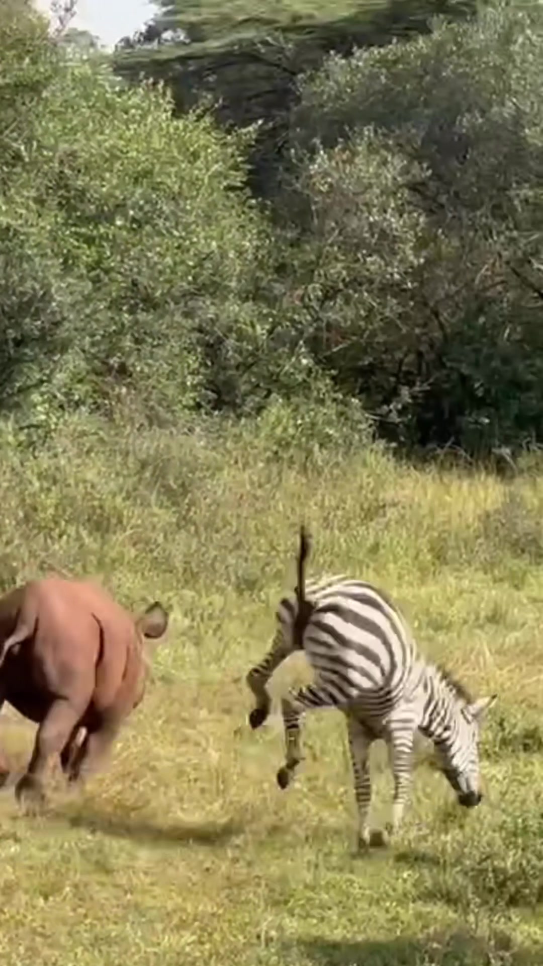@SheldrickTrust