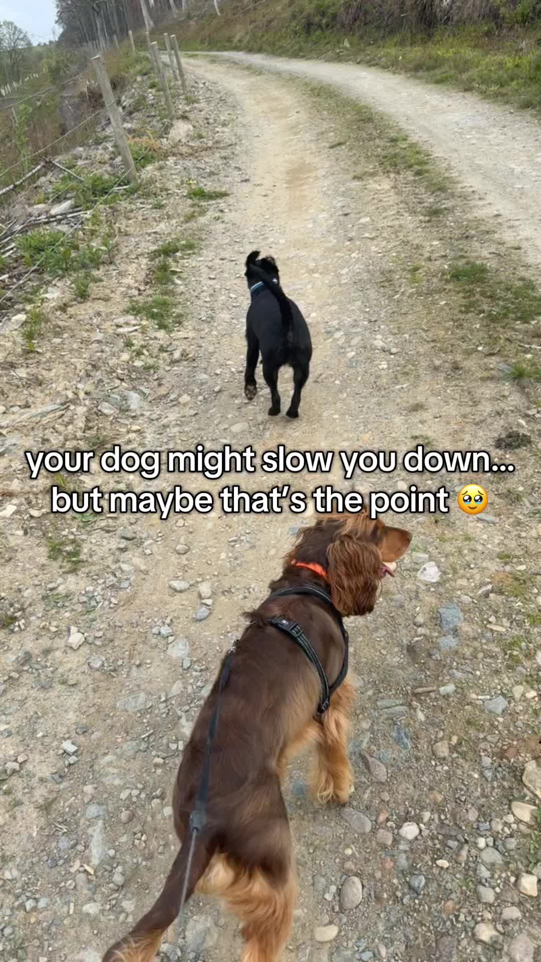 @Paws & Unwind | dog walker