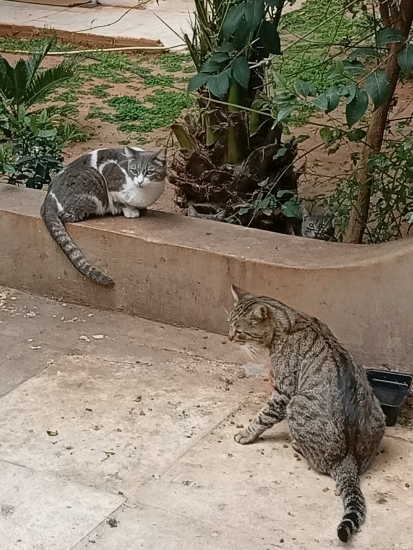 @Greek Animal Rescue