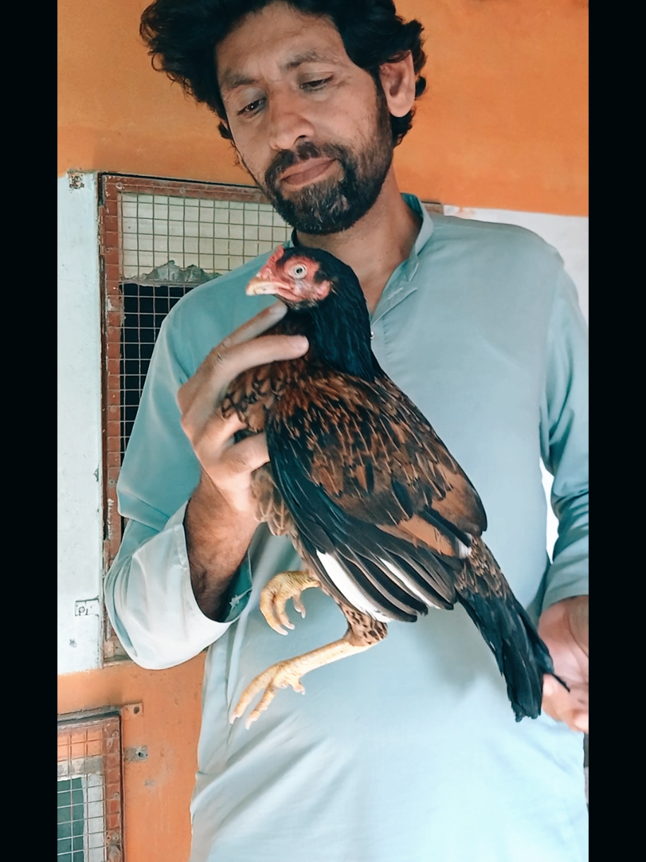 @Sajjad Aseel Farm