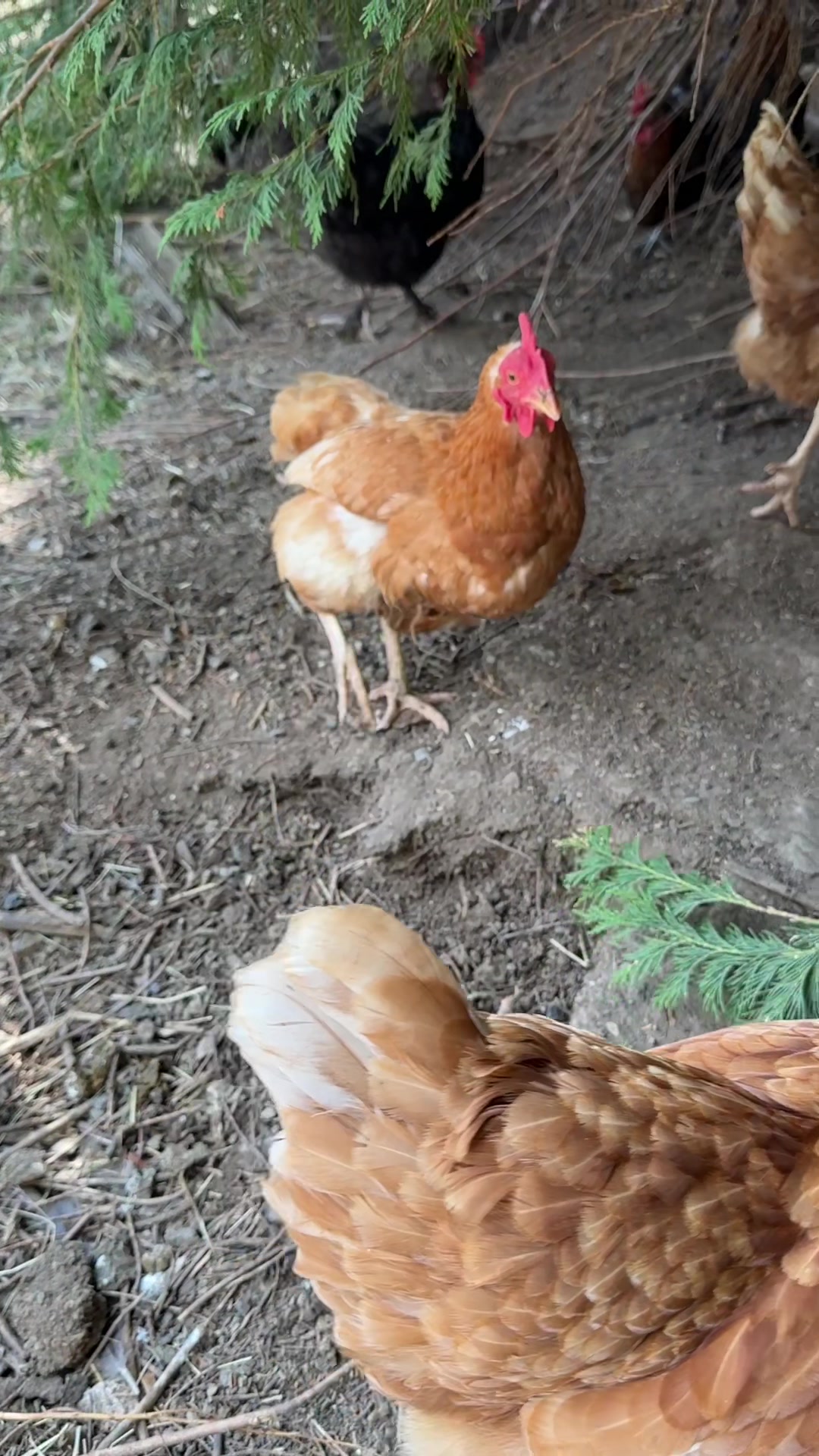 @Welsh Chicken Ranch