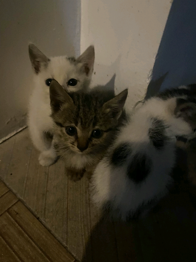 @ฅ^>⩊<^ฅ