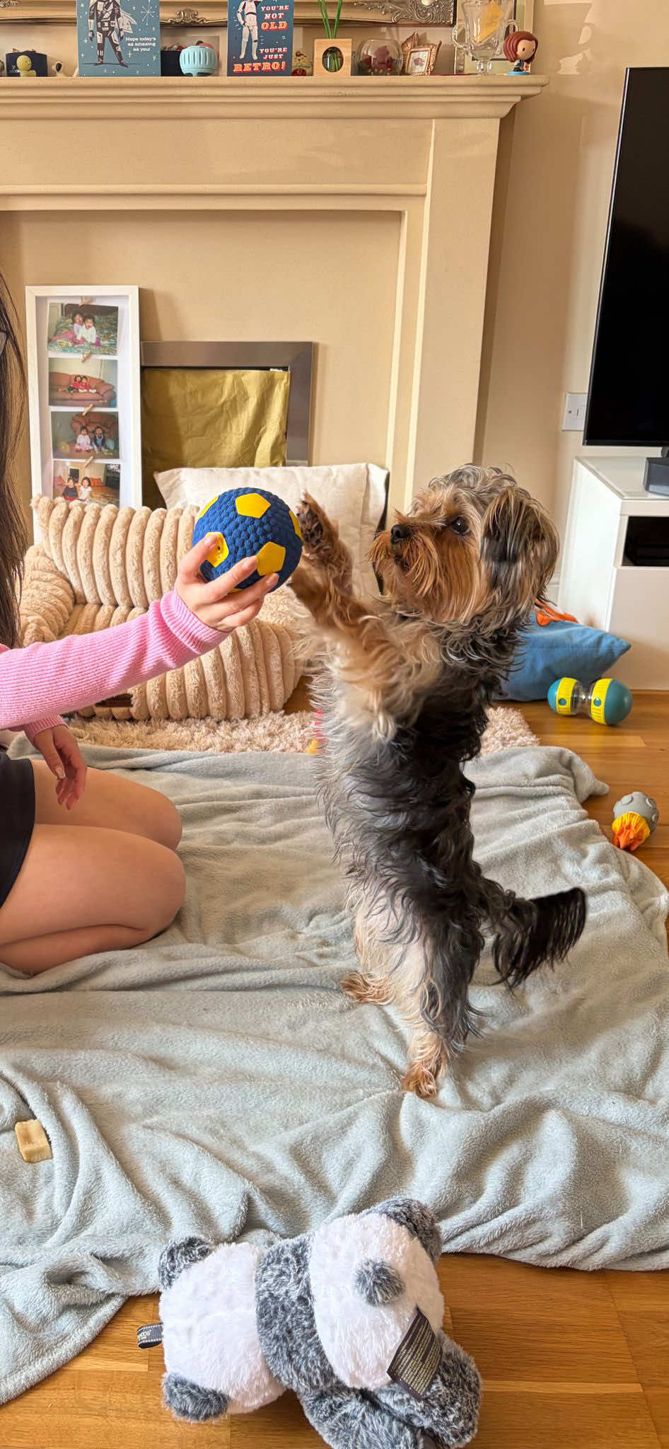 @Benjie the Yorkie