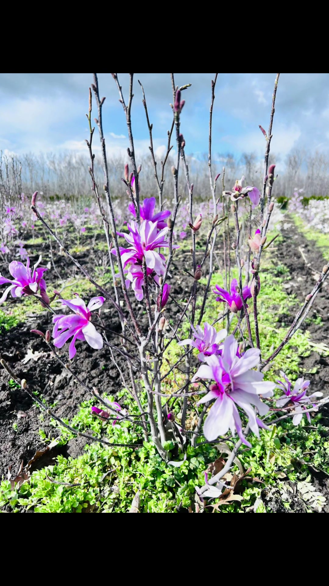@Plantează