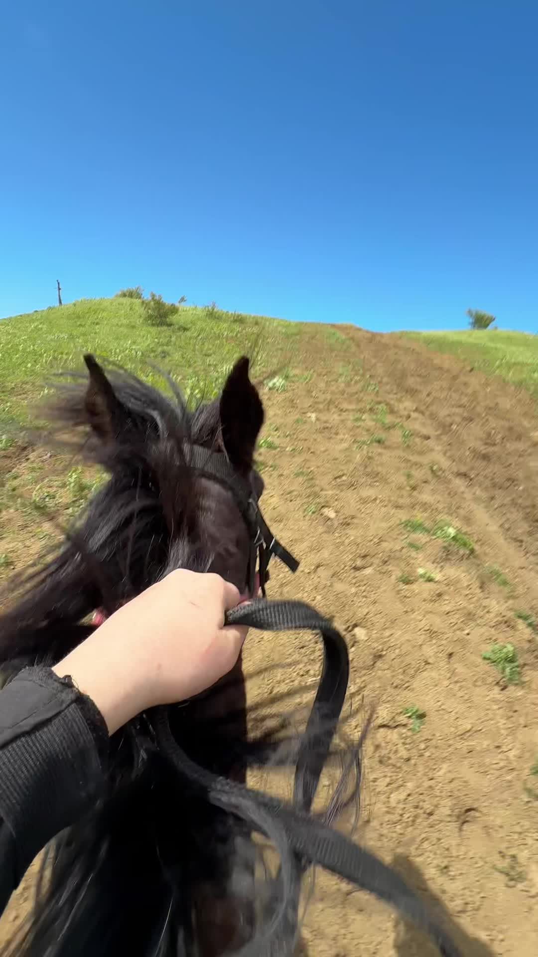 @horselakia