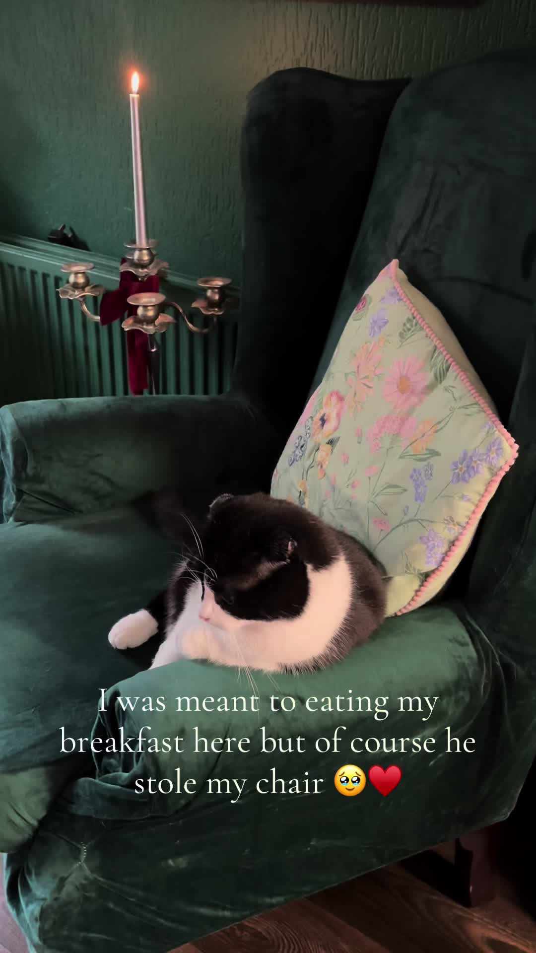 @9 cats and Nicola 🐾🐈🐈⬛🐾