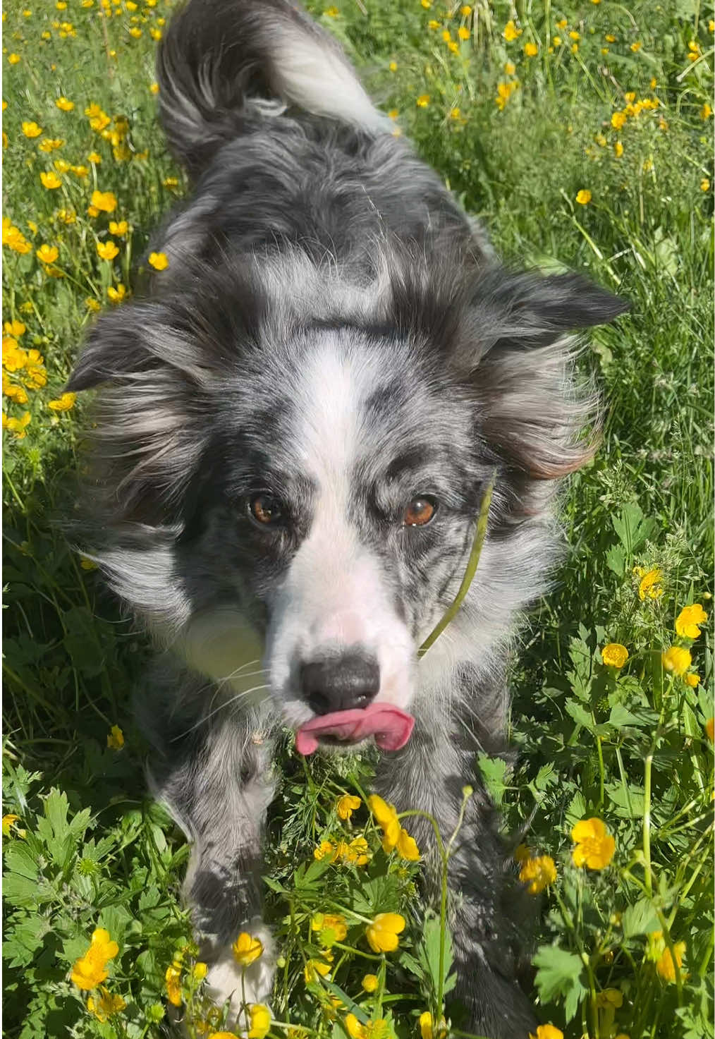 @bordercollieMuse