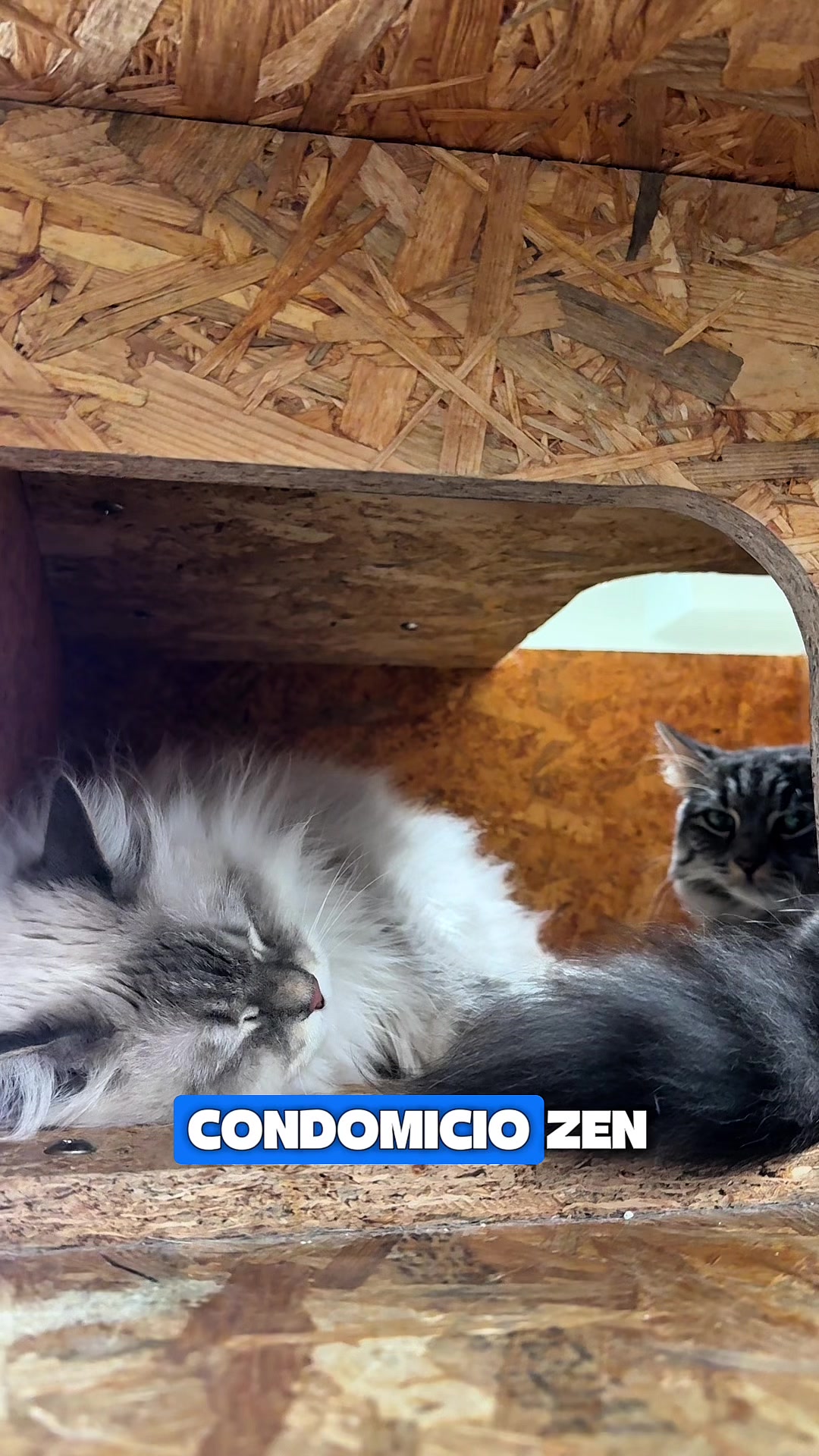 @condomicio