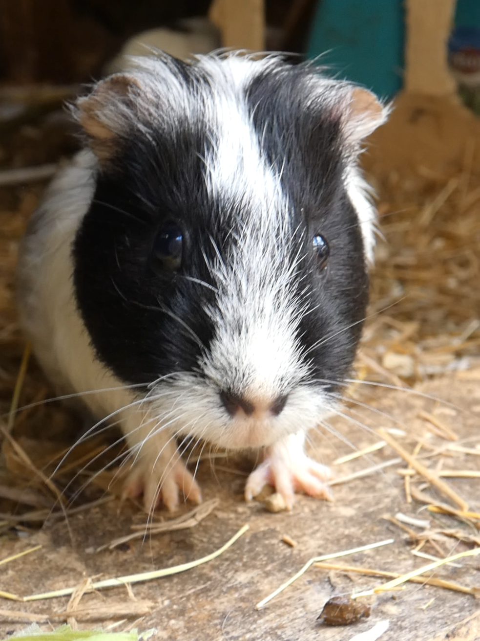 @Guinea Pig Dad