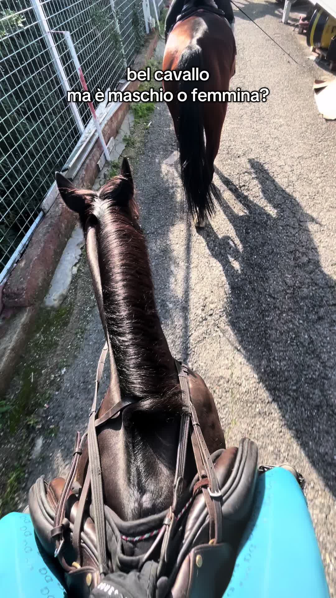 @isa_pullo🩶🐴