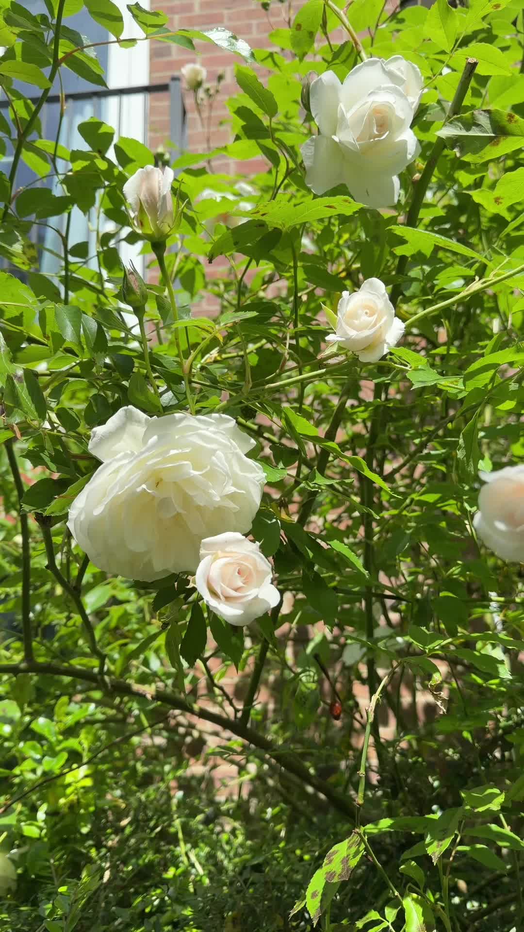 @🕊️✨Beautiful💔Heart✨🕊️