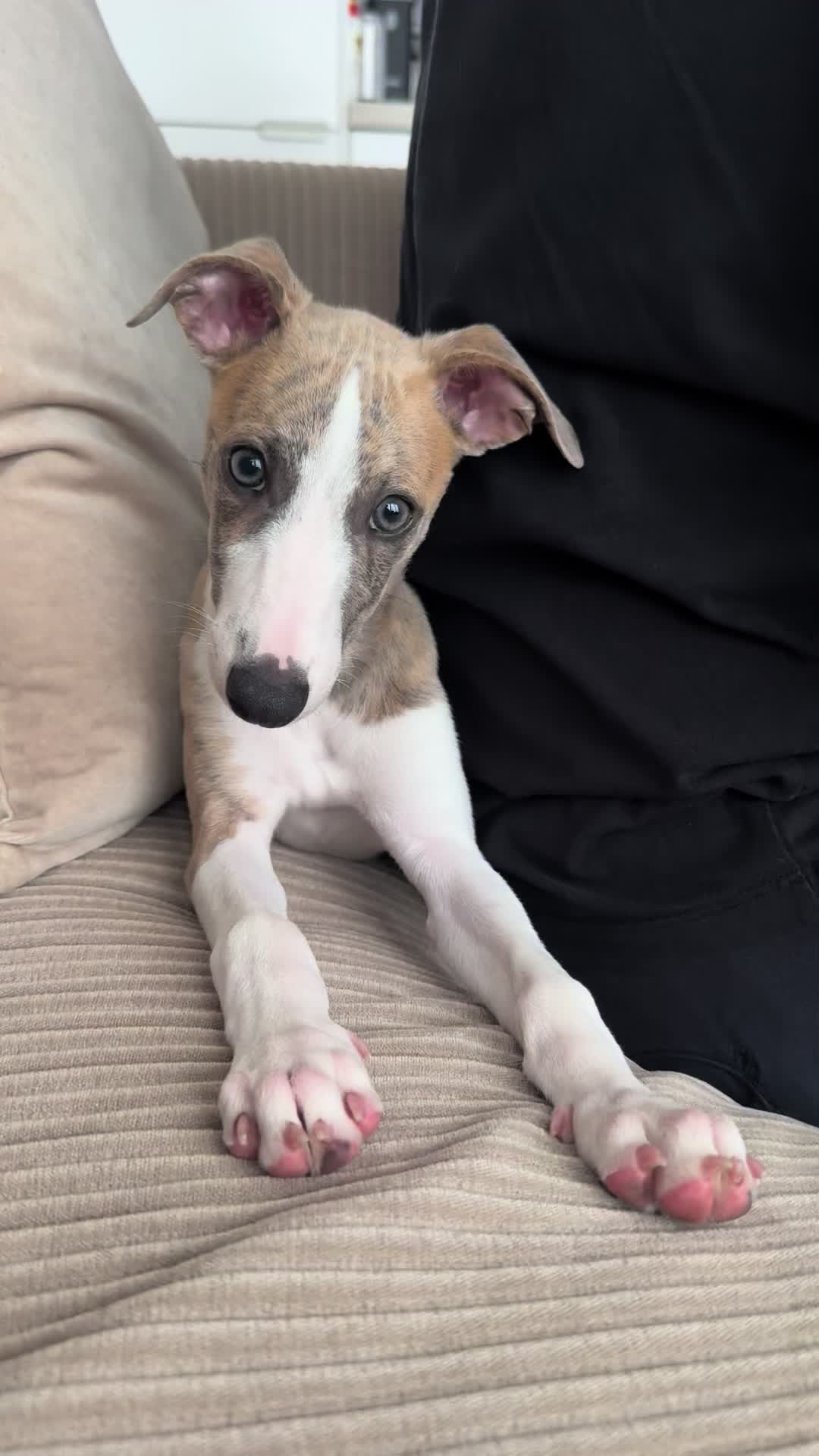 @bianka.the.whippet