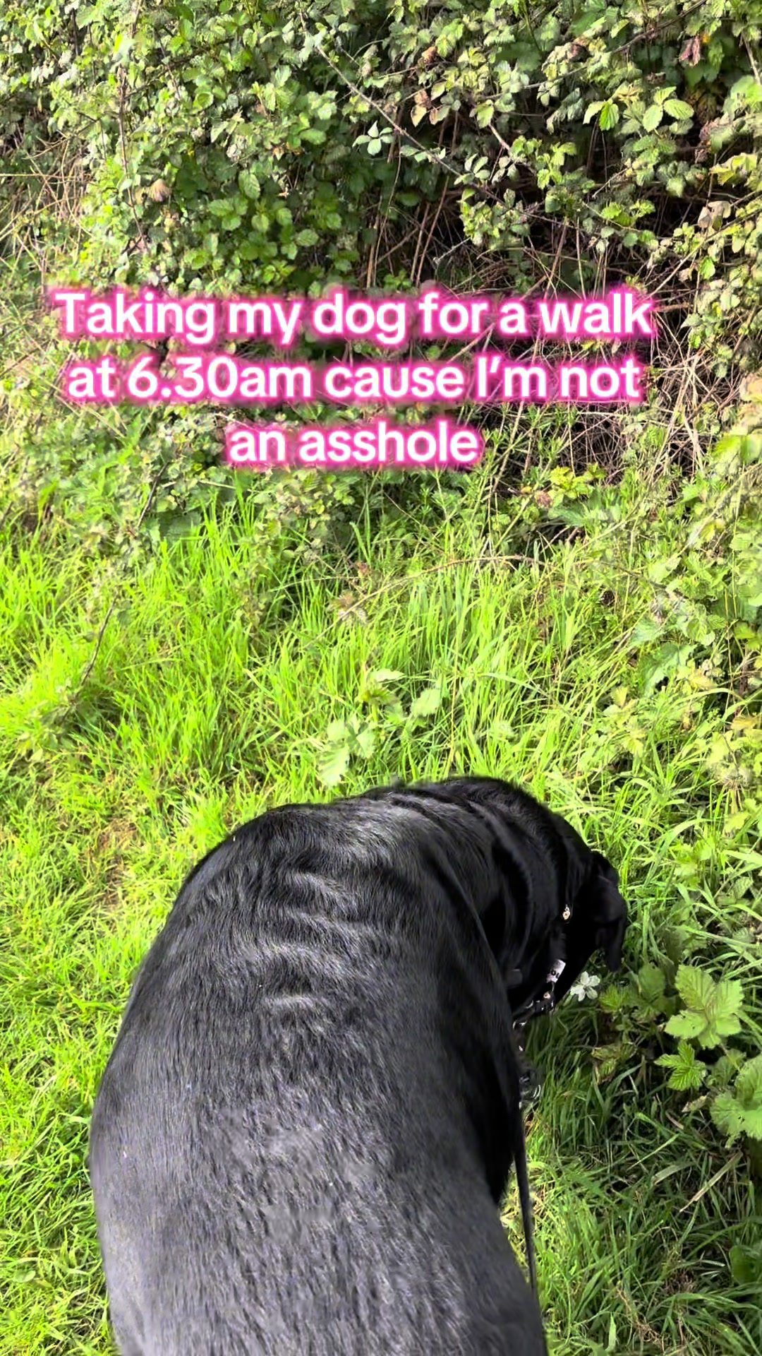@Marie & Rico the Rottie