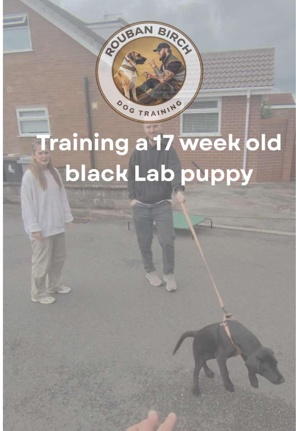 @rbdogtraining