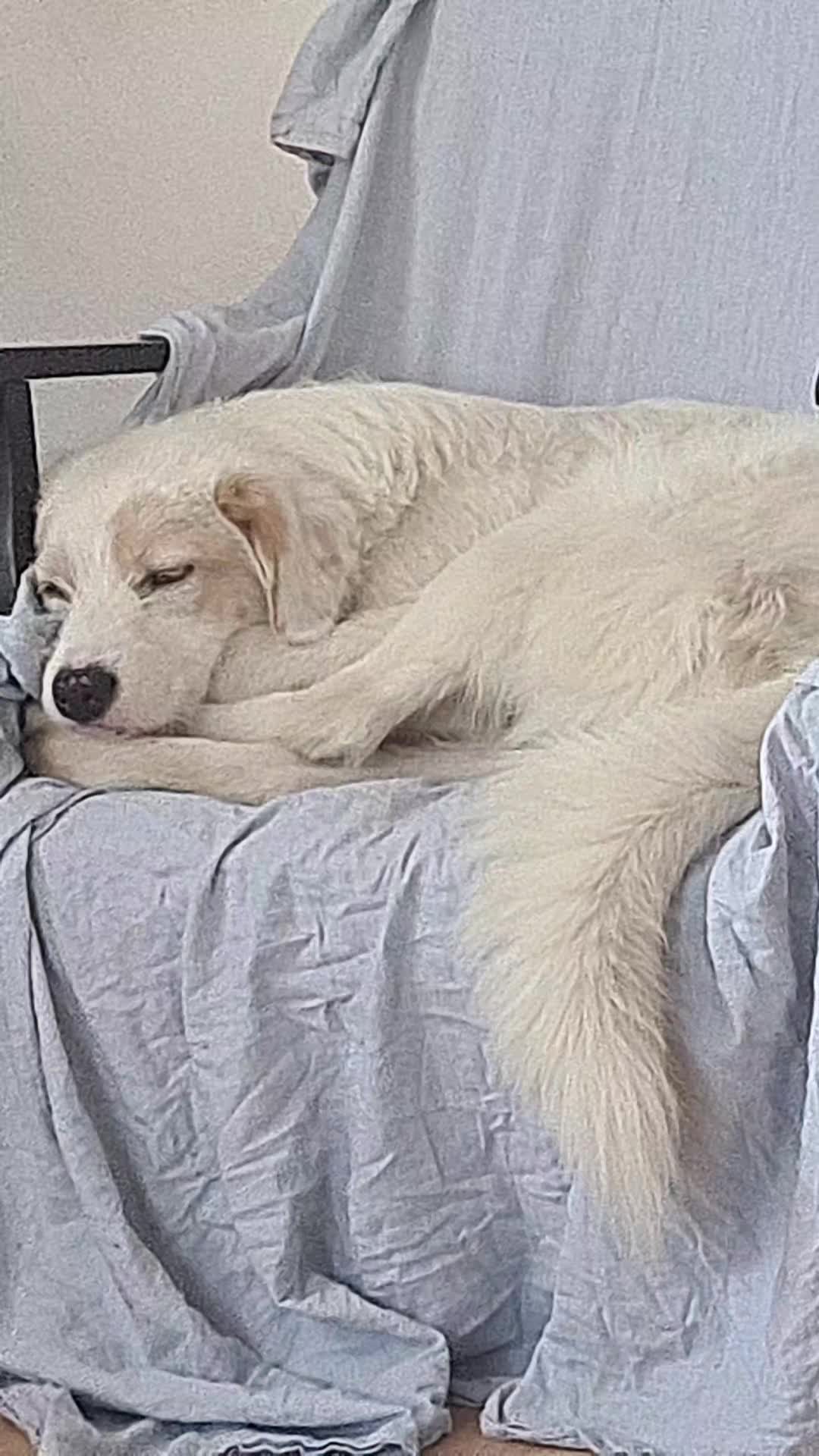 @Salvează o inimă