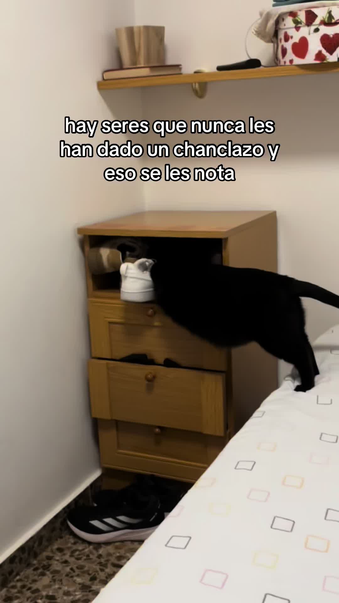 @BlackCatsMatter